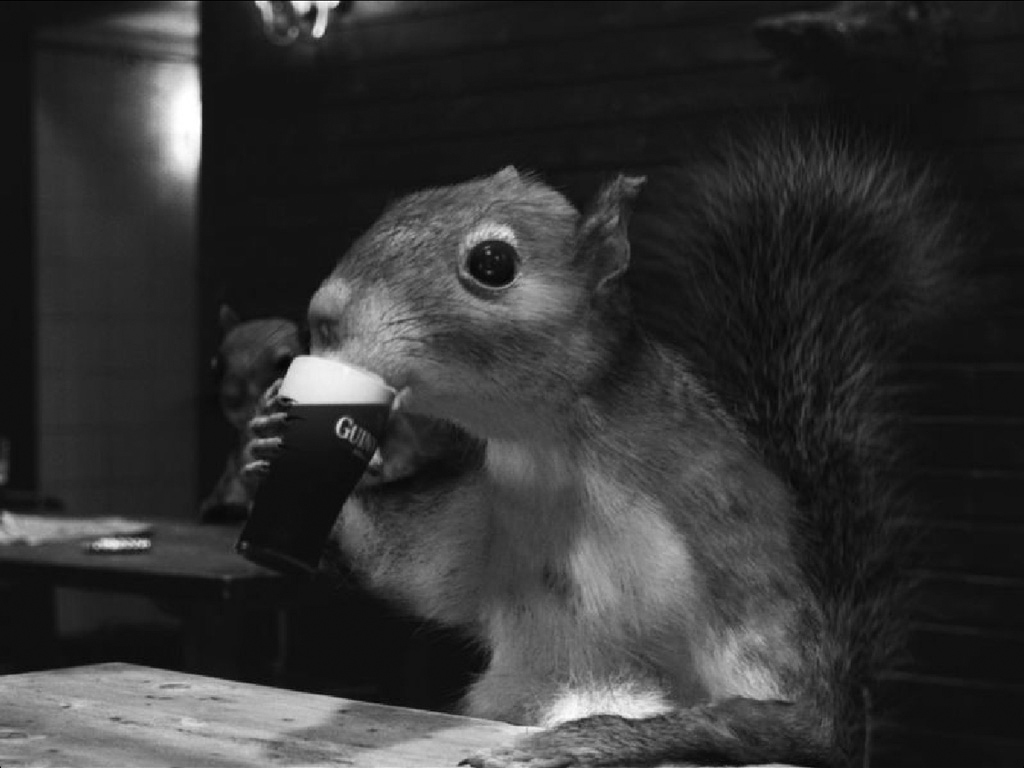 https://boozecrastination.files.wordpress.com/2014/11/beer-squirrel1.jpg